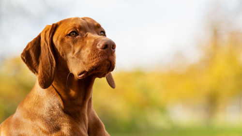 Vizsla hunting dog lying down in a garden and looking to the side. dog background.