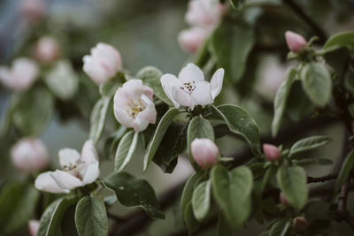 Close-up of white flowering plant