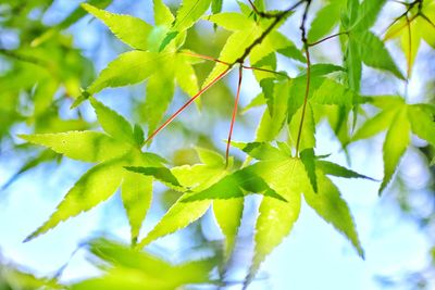 Low angle view of leaves on tree