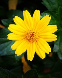 Close-up of yellow flower blooming outdoors