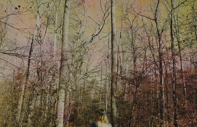Bare trees in forest