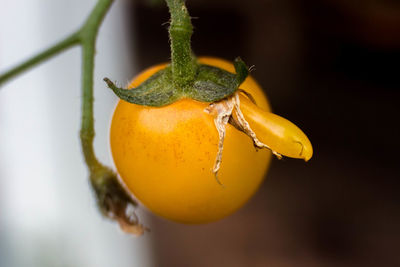 Close-up of yellow pear tomato