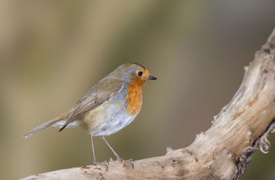 Close-up of bird perching on tree