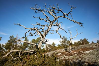 Low angle view of bare tree against sky