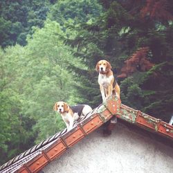 Beagles on house roof against trees