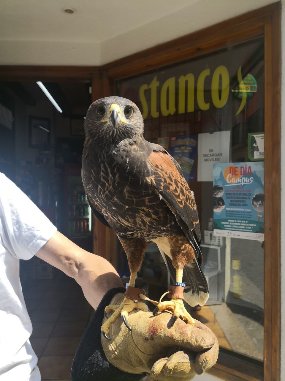 CLOSE-UP OF OWL PERCHING ON HAND HOLDING BIRD