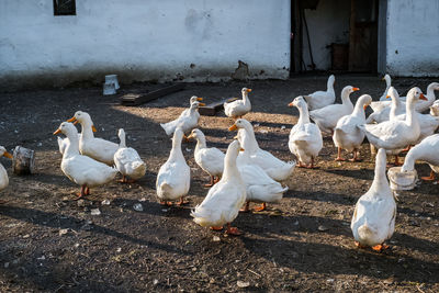 Flock of pigeons on footpath