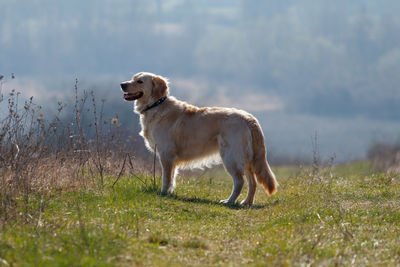 Side view of dog standing on field