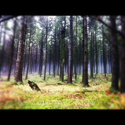 Trees in forest