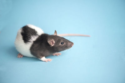 Cute domestic rat isolated on blue background.concept of new year 2020.