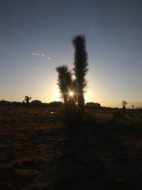 Silhouette trees on field against sky during sunset