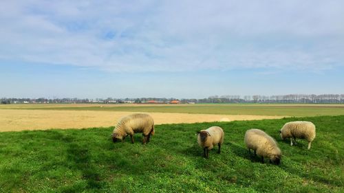 Sheep on field against sky