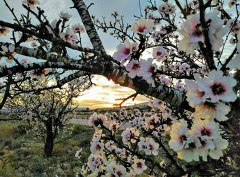 Close-up of cherry blossoms against sky