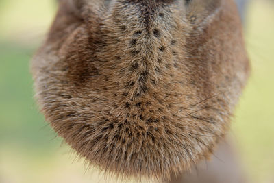 Close-up of cat