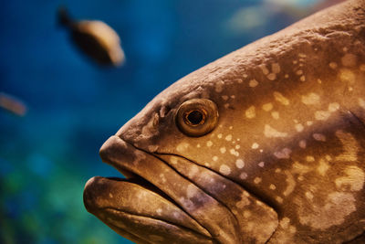 Grouper sea fishe in aquarium, sea life