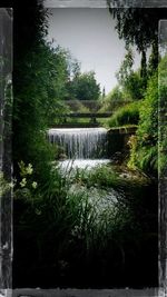 Reflection of trees in water