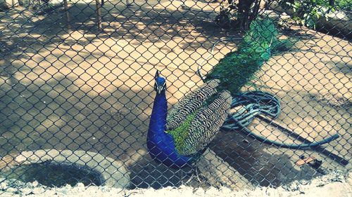 Close-up of peacock perching on chainlink fence