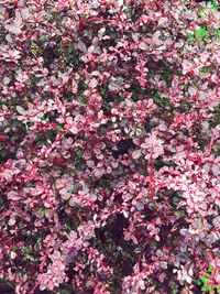 Full frame shot of pink flowers