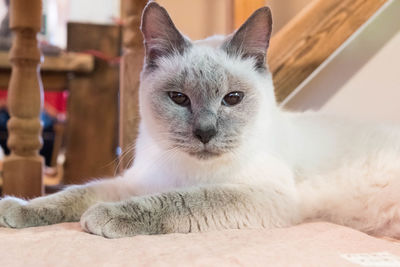 Portrait of kitten sitting at home