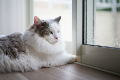 Cat relaxing on table at home