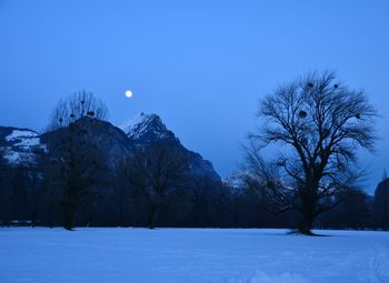 Trees on snow covered landscape against blue sky