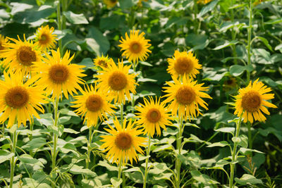 Close-up of yellow flowering plants