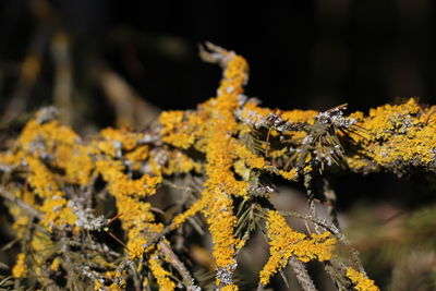 Close-up of yellow lichen on branch