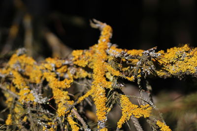 Close-up of yellow lichen