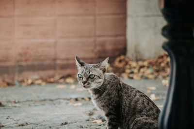 Portrait of tabby cat looking away