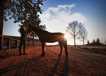 Horse standing in field against sky