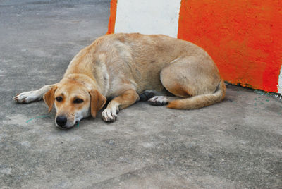 Dog sleeping on sidewalk