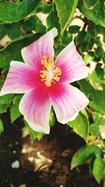 Close-up of pink hibiscus blooming outdoors