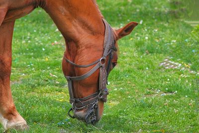 Horse standing on field