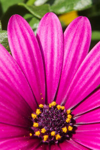 Close-up of pink flower