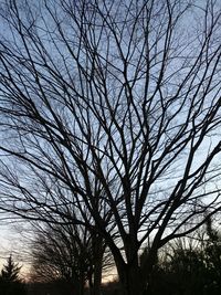 Low angle view of silhouette bare tree against sky