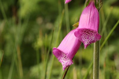 Close-up of pink flower blooming outdoors