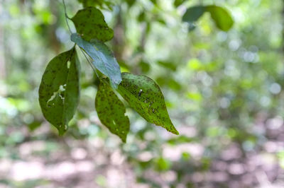 Close-up of wet plant