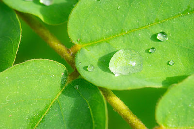 Close-up of raindrops on leaves