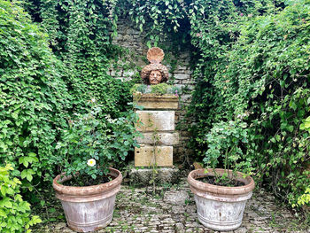 Potted plants against trees