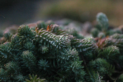 Close-up of pine tree