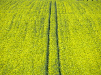 rapeseed