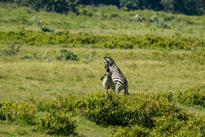 Zebra standing on field