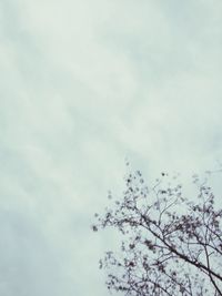 Low angle view of trees against sky