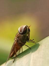 Close-up of fly