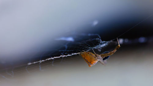 Close-up of insect