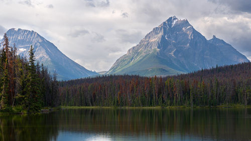 Beautiful bow lake on a sunny day, icefield parkway, banff national park, alberta, canada