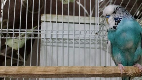 Close-up of parrot in cage