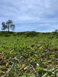 Scenic view of field against sky