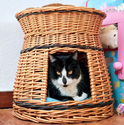 Portrait of cat in basket