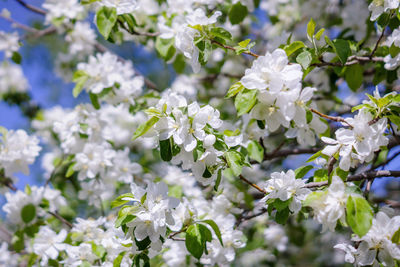 Close-up of white flowering plant